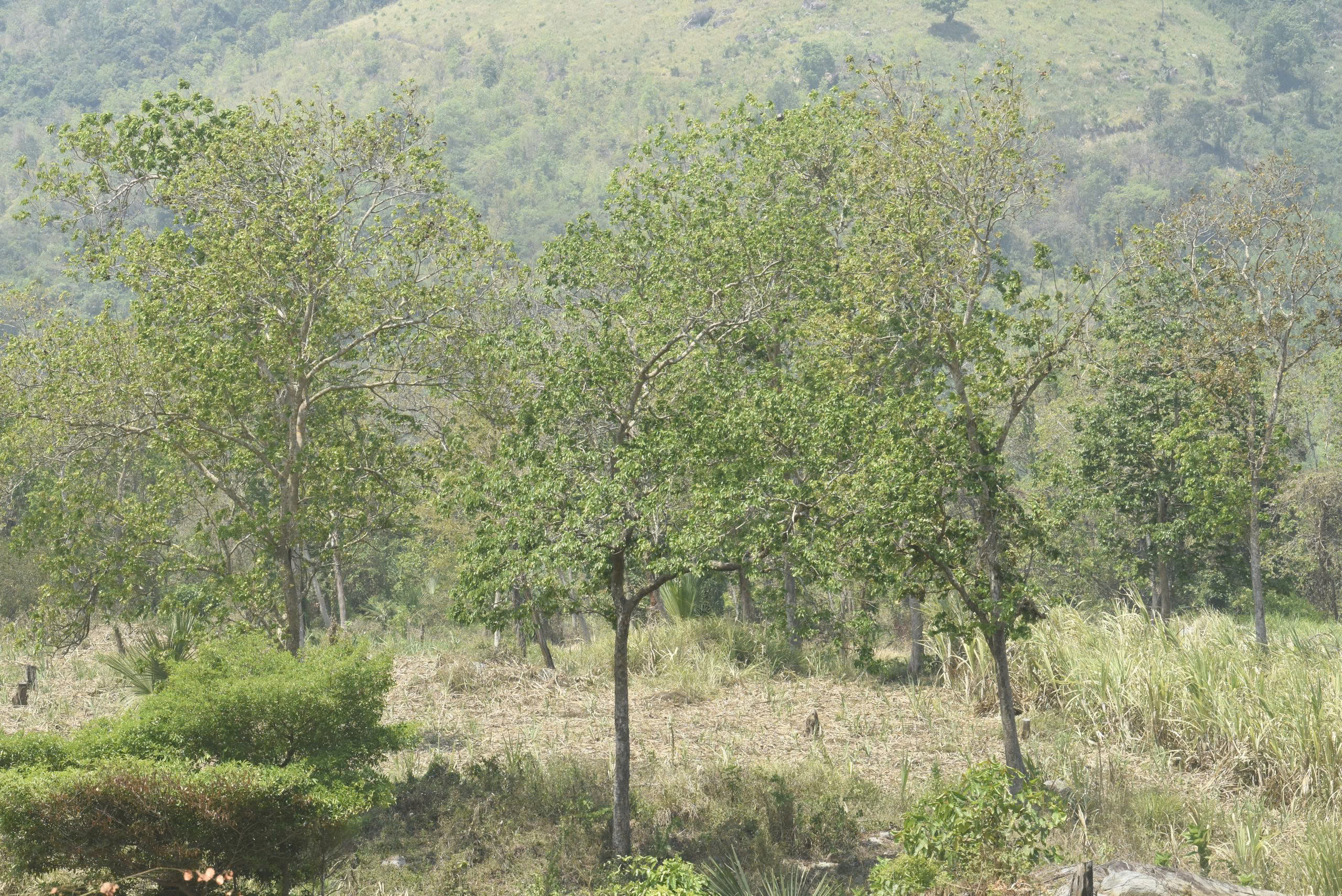 Quần thể rừng Căm xe thuần loài ở Rừng phòng hộ Ninh Hoà – Vạn Ninh: Một cấu trúc cảnh quan đặc biệt cần được nhận diện và bảo vệ